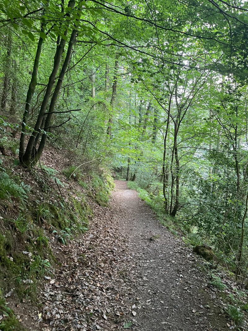 woodland walks in north devon woodland walks in north devon