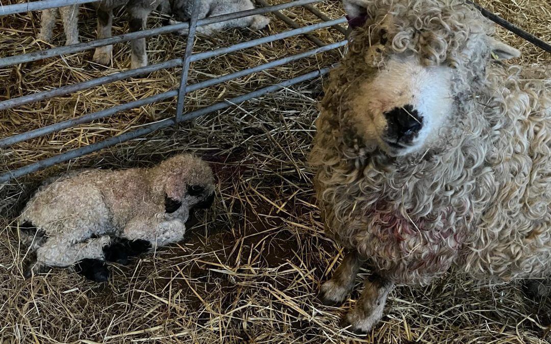 A Spring Holiday on a Sheep and Dairy Farm in Croyde, North Devon